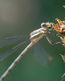 a close-up view of a damselfly who appears to be looking at the camera